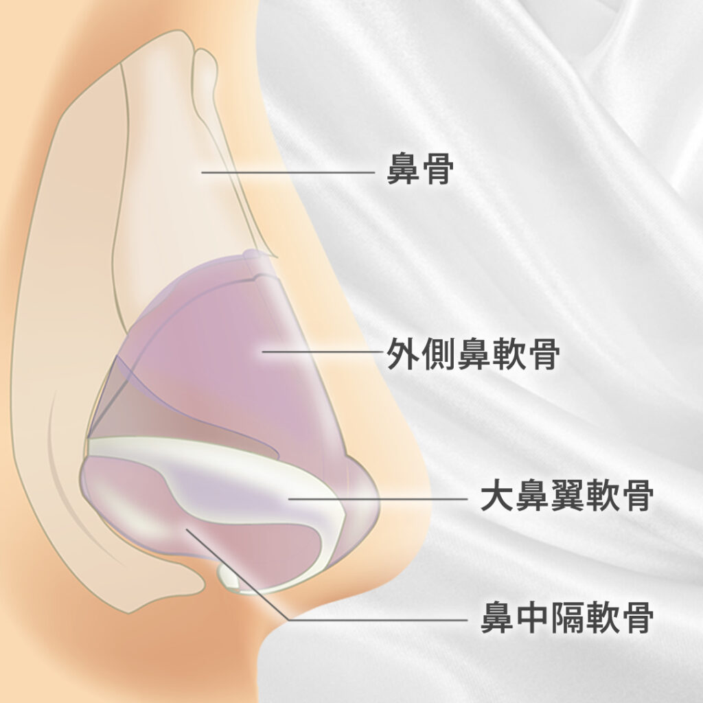 鼻の軟骨と鼻骨の図解