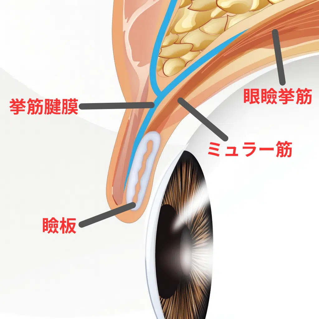 目の構造　名古屋