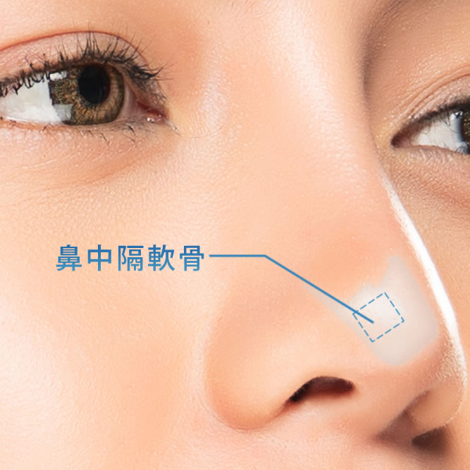 鼻中隔軟骨のイメージ