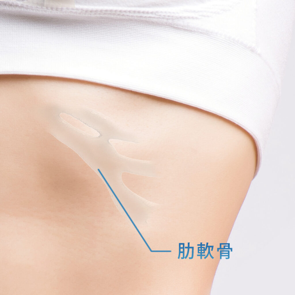 肋軟骨のイメージ